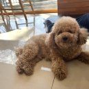 더엘동물의료센터 이미지