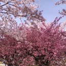 장골로가로수 이미지