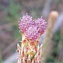 소희꽃농원 이미지