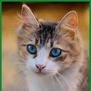 시리우스인섹트샵-수입 | 강아지 사료 간식 리뷰