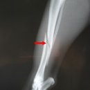 와이즈24시 동물병원 이미지