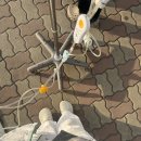 나 쓸개없는 여자야 (4)