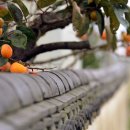 담장너머 이미지