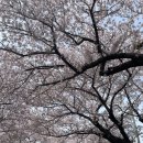 CU(벚꽃점) 이미지