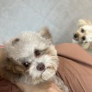 아름다울개 이미지