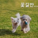 꽃길만걷개 | 춘천펜션 꽃길만걷개 반려견과 함께하는 휴식처
