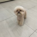 베리굿동물병원 이미지