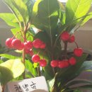 천냥금 이미지