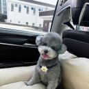 하늘펫살롱 이미지