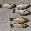 성호좌대 이미지