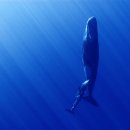 고래농장 이미지