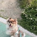 백야드 | 포메라니안 하네스 찰리스백야드 내돈내산 후기