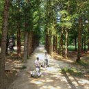 8코기네 이미지