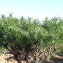 여주-0639 이미지