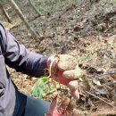 노용래농장 이미지