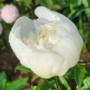 단지골 Daum카페