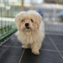 말티즈 이미지