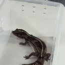 나는펫 | [펫테일 게코] 나는 도마뱀 1기 영숙_칵테일샵 방문 후기