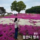 악양생태공원 | 지금이야! 꽃잔디 만개 실시간 함안 악양생태공원 후기 (2026 최신)