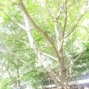 꽃피는산골민박 이미지