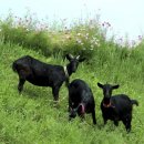 야산염소 이미지