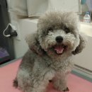 이뻐진개 이미지