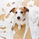 해마루 동물병원 이미지