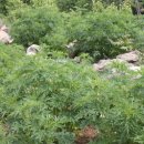 우승농장 이미지