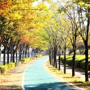 마로니에길 이미지