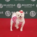 달리애견 이미지