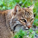 보브캣 [Bobcat, 붉은스라소니 (Lynx rufus)] 이미지