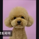 댕댕토피아 이미지