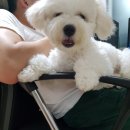 이뻐해줄개 네이버블로그