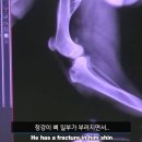 노원N동물의료센터 이미지