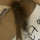 푸라닭송파위례 이미지