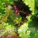 가락기획 이미지