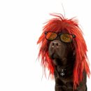 애견모델 이미지