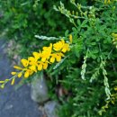 솜반천로 이미지