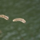 강아지풀 이미지