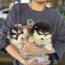 김해 | 김해강아지입양후기, 테일러퍼피 직접 보고 기준이 달라졌어요