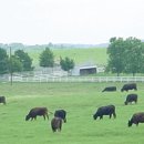 지탄목장 이미지