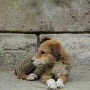 최동물병원 이미지