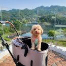 브루다 양주 이미지