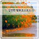 하천(갑천5) | 대전 10월 가볼만한곳 갑천 어은교 황화코스모스 군락지