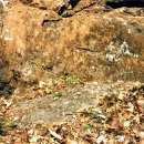 자연미림 이미지