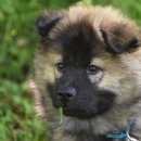 동물병원 공감 이미지