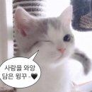 평화동전자담배 이미지