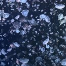 주식회사 유영 | 🐠 부산 SEA LIFE 아쿠아리움 방문기 | 상어 먹이주기 &amp; 인어공주 공연까지! 해운대에서 힐링하고 물고기...