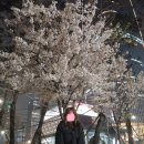 에드비붙임머리(add'B) 이미지