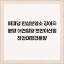 퍼피댕 안심분양소 강아지분양 애견입양 천안아산점 이미지